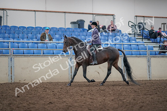 2019 Morgan Horse Show - Aug 31, 2019 - 14792