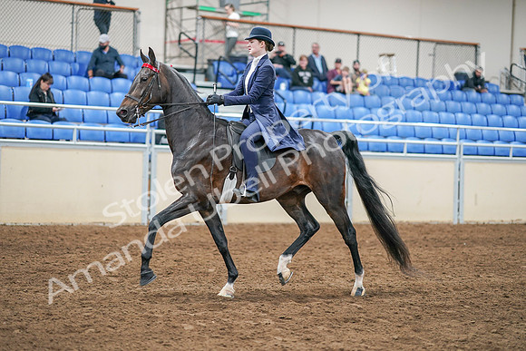 2020 - AB Morgan Horse - Sat, Sept 05 - 02618