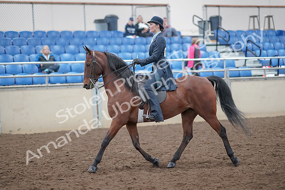 2019 Morgan Horse Show - Aug 31, 2019 - 18017