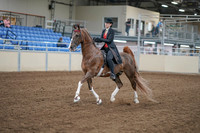 2020 - AB Morgan Horse - Fri, Sept 04 - 09505