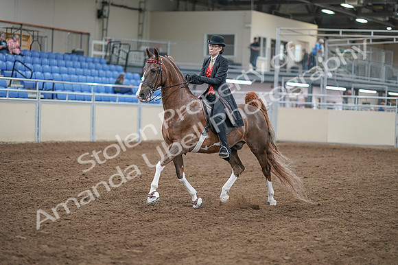2020 - AB Morgan Horse - Fri, Sept 04 - 09505