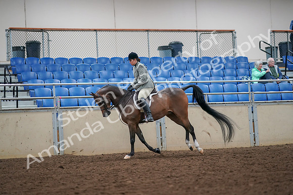 2019 Morgan Horse Show - Aug 30, 2019 - 17462