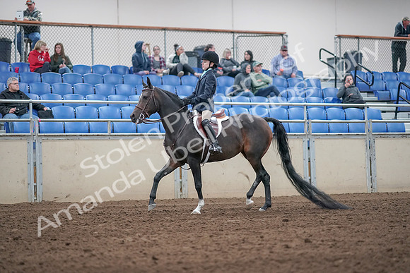 2019 Morgan Horse Show - Aug 31, 2019 - 19487