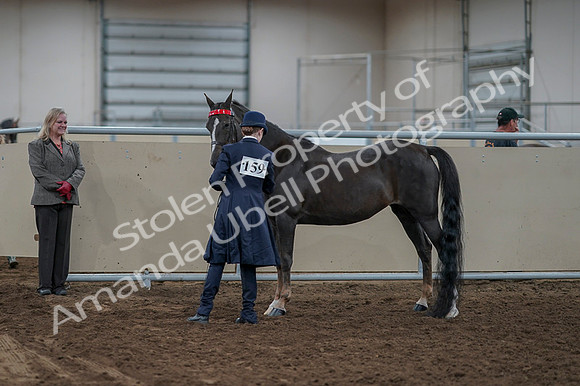 2020 - AB Morgan Horse - Fri, Sept 04 - 00977