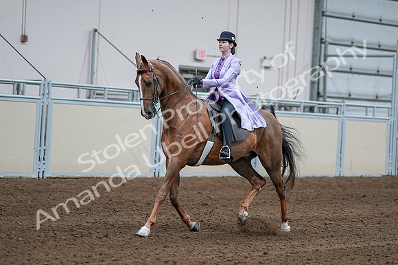 2020 - AB Morgan Horse - Fri, Sept 04 - 05013