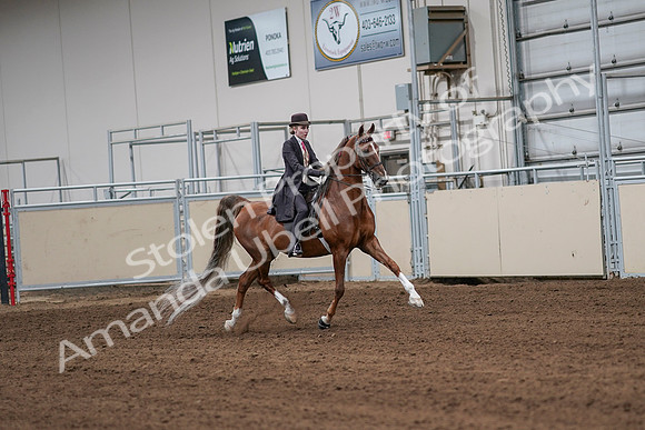 2020 - AB Morgan Horse - Sat, Sept 05 - 06416