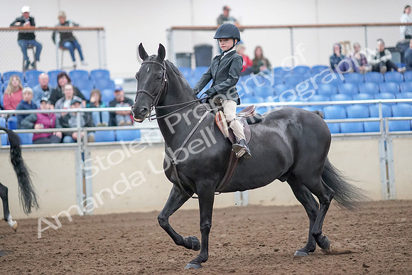 2019 Morgan Horse Show - Aug 31, 2019 - 19414