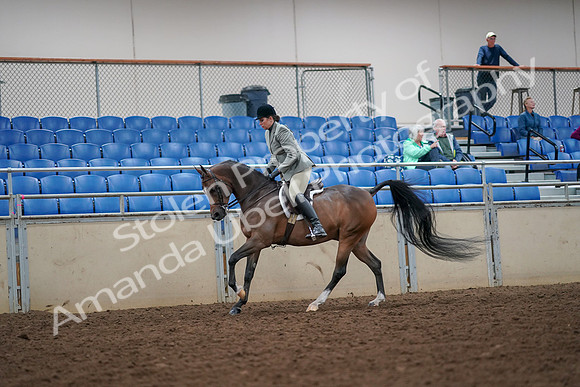 2019 Morgan Horse Show - Aug 30, 2019 - 17457