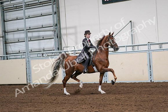2020 - AB Morgan Horse - Sat, Sept 05 - 06435