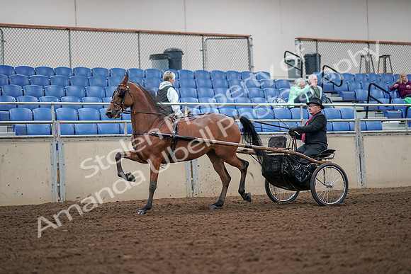 2019 Morgan Horse Show - Aug 30, 2019 - 13307