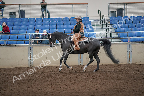 2019 Morgan Horse Show - Aug 31, 2019 - 06079