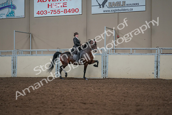 2019 Morgan Horse Show - Aug 30, 2019 - 28102