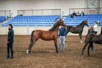 2020 - AB Morgan Horse - Sat, Sept 05 - 00667