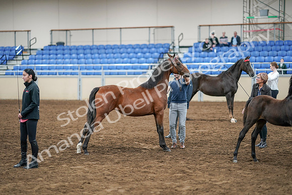 2020 - AB Morgan Horse - Sat, Sept 05 - 00667