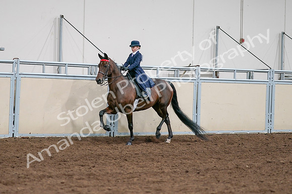 2020 - AB Morgan Horse - Sat, Sept 05 - 04911