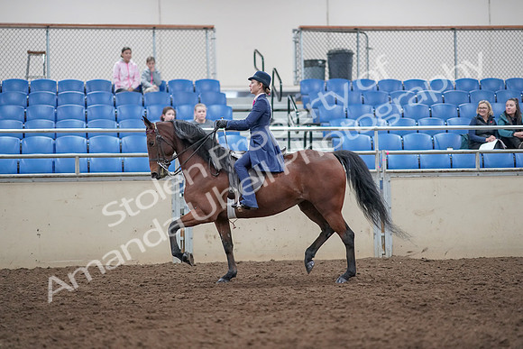 2019 Morgan Horse Show - Aug 31, 2019 - 09305