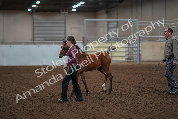 2019 Morgan Horse Show - Aug 30, 2019 - 24794