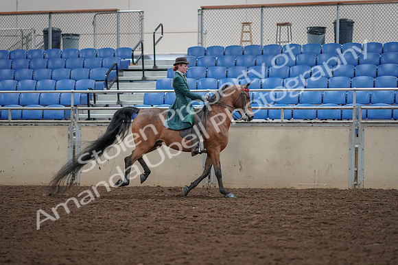 2019 Morgan Horse Show - Aug 30, 2019 - 28180