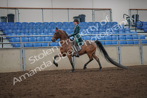 2019 Morgan Horse Show - Aug 30, 2019 - 27954
