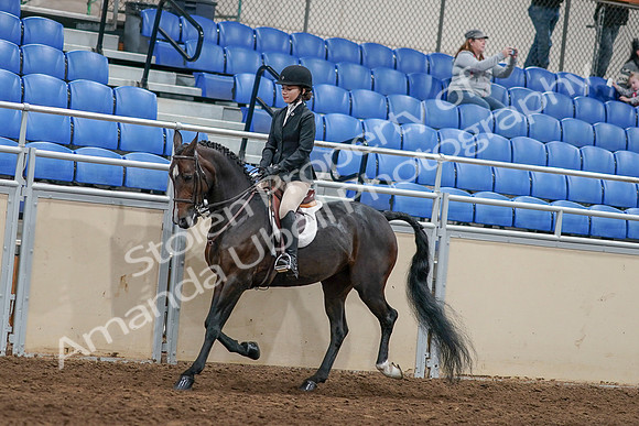 2020 - AB Morgan Horse - Sat, Sept 05 - 14410