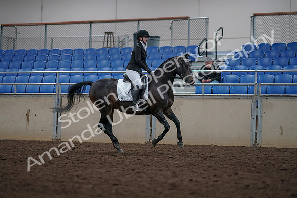 2019 Morgan Horse Show - Aug 31, 2019 - 16749