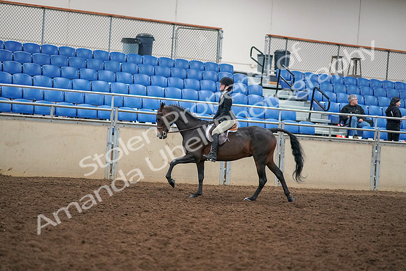 2019 Morgan Horse Show - Aug 30, 2019 - 12304