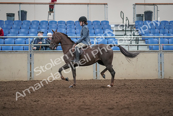 2019 Morgan Horse Show - Aug 31, 2019 - 07301