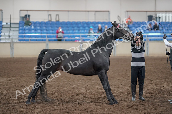 2019 Morgan Horse Show - Aug 31, 2019 - 00915