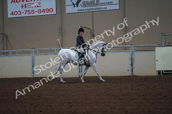 2019 Morgan Horse Show - Aug 30, 2019 - 17552