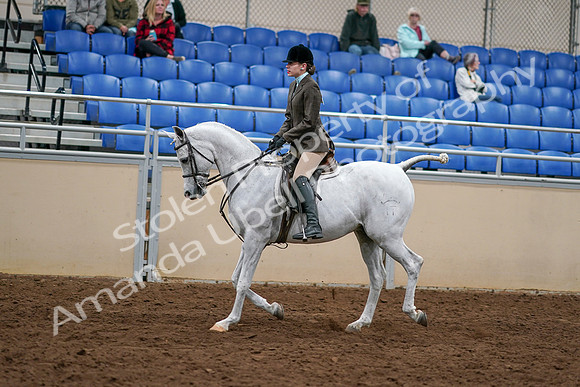 2020 - AB Morgan Horse - Sat, Sept 05 - 14248