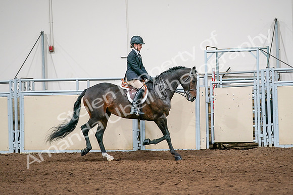 2020 - AB Morgan Horse - Sun, Sept 06 - 08091