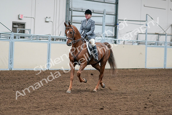 2020 - AB Morgan Horse - Sat, Sept 05 - 03243