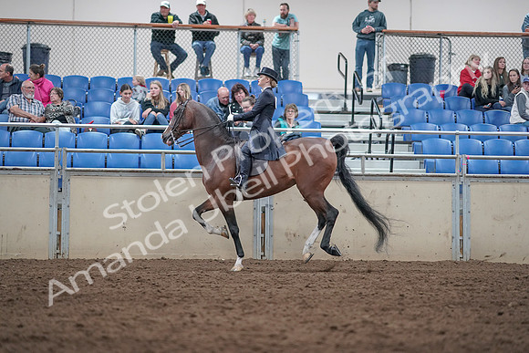2019 Morgan Horse Show - Aug 31, 2019 - 20595