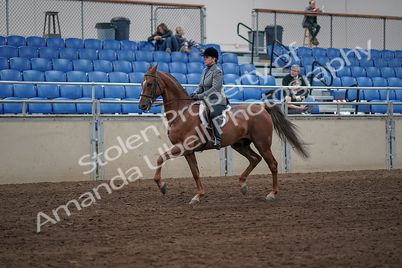 2019 Morgan Horse Show - Sept 01, 2019 - 12301