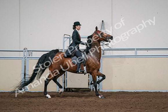2020 - AB Morgan Horse - Sat, Sept 05 - 06844