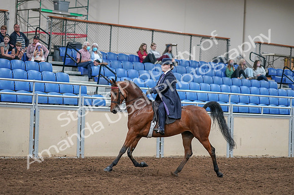 2020 - AB Morgan Horse - Fri, Sept 04 - 11221