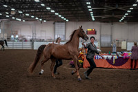 2019 Morgan Horse Show - Aug 31, 2019 - 01028