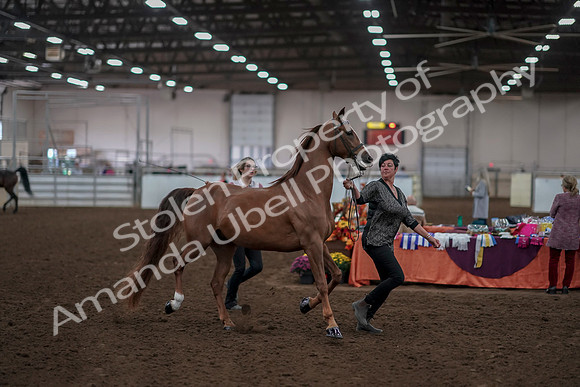 2019 Morgan Horse Show - Aug 31, 2019 - 01028