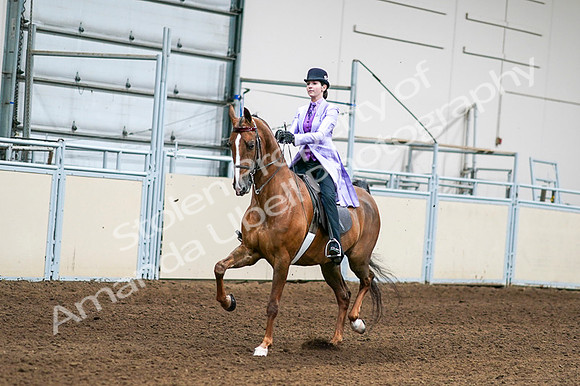 2020 - AB Morgan Horse - Fri, Sept 04 - 05000