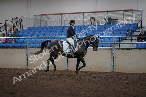 2019 Morgan Horse Show - Aug 31, 2019 - 16782