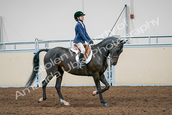 2020 - AB Morgan Horse - Sun, Sept 06 - 08123