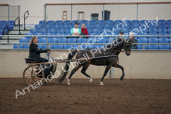 2019 Morgan Horse Show - Aug 31, 2019 - 04537