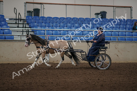 2019 Morgan Horse Show - Aug 31, 2019 - 04343