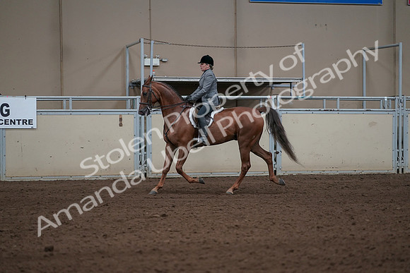 2019 Morgan Horse Show - Sept 01, 2019 - 12197