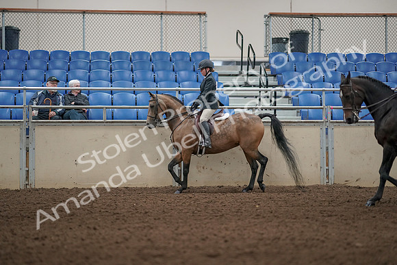 2019 Morgan Horse Show - Aug 31, 2019 - 04847