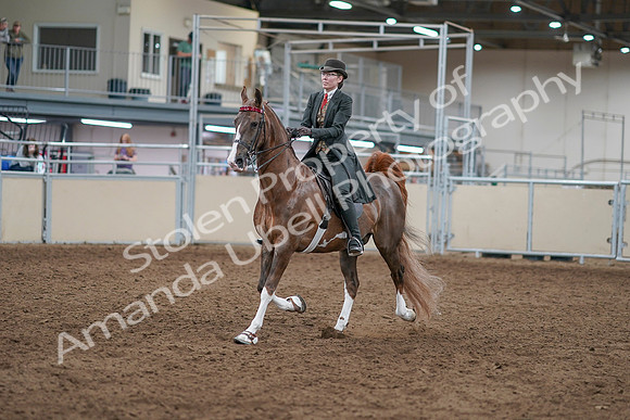 2020 - AB Morgan Horse - Sat, Sept 05 - 12951