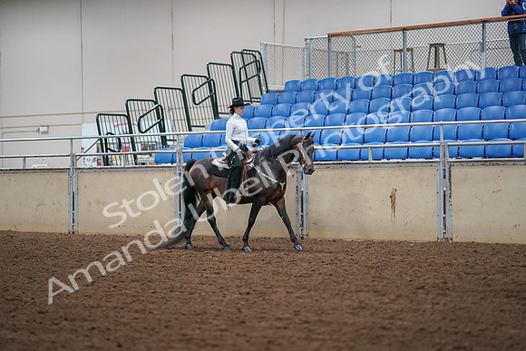 2019 Morgan Horse Show - Aug 30, 2019 - 17072
