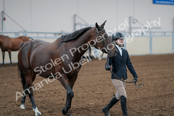 2020 - AB Morgan Horse - Fri, Sept 04 - 00792