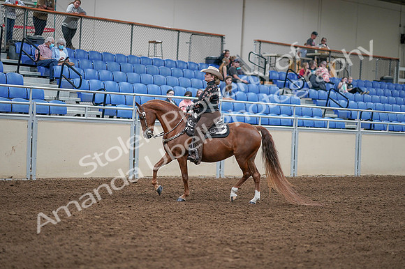 2020 - AB Morgan Horse - Fri, Sept 04 - 08330