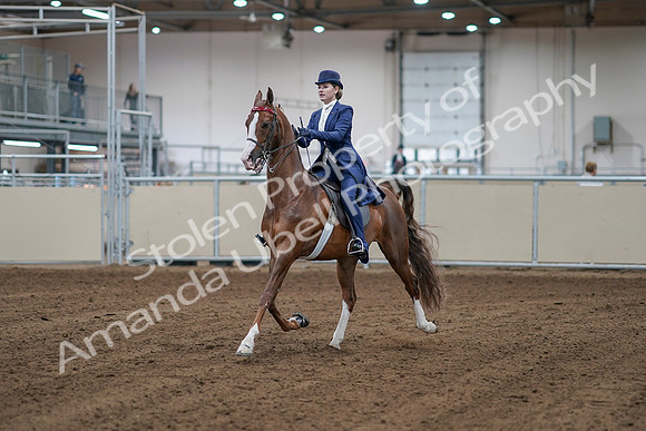 2020 - AB Morgan Horse - Sat, Sept 05 - 06061